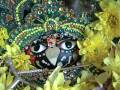 videos de 29th november08.wmv