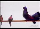 Ver Video