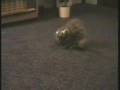unbelieveble cat