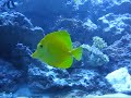 Fish tank