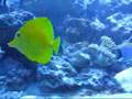 Fish-tank