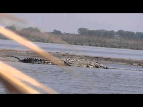 The End To A Monster Croc
