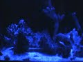 Reef Tank at night