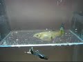 Mummy Guppy II Mummy Guppy II
