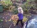 bladeren 20071105