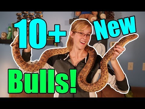 YouTube reptile video