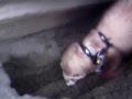 Coda the super ferret digger
