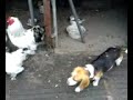 kakast�mad�s