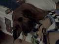 videos de Sleeping Bloodhound