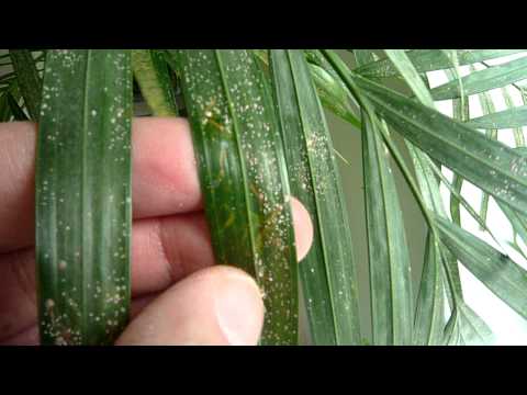how to care areca palm
