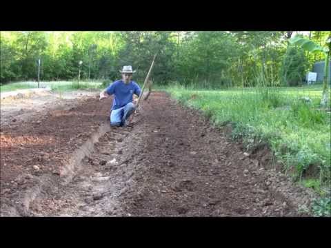 how to transplant cucumbers