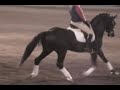 Warmblood Stallion Extended Trot ridden by Steffan Peters Warmblood Stallion Extended Trot ridden by Steffan Peters