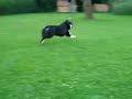 Caïla la foldingue Caïla la foldingue
