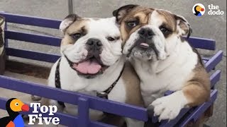 Paralyzed Bulldog Puppy Has THE Best Family Now + Dogs Transformed by Love | The Dodo Top 5 by The Dodo