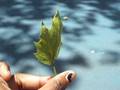 videos de aliyah's fascination on leafs :)