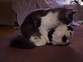 gato cachero