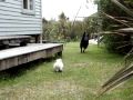 Stick Chasing with Black Dog