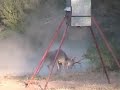 Incredible Buck Fight Video