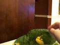 videos de Tab Gets Scritches
