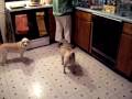 v�deo Perro loco humor, animales, cocina v&...