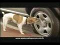 Ipiranga - Cachorro (2007)