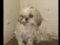 Shih Tzu - 96 shih tzu rescue - breeder cruelty case