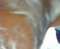 BML1703087919
