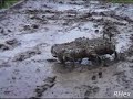 RHex de Boston Dynamics