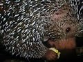 Very very strange animal Very very strange animal