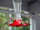 Hummingbirds At Saltery Bay Hummingbirds At Saltery Bay