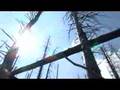 LAS 2: Dead forest in Sudety Montains