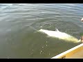 rossaana tarpon