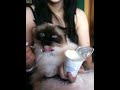 Birman cat loves yogurt