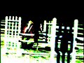 Show Jumping and Dressage
