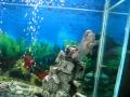 Flowerhorn-Titto 2