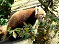 red-panda-petit-panda-panda-maa.html