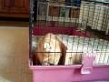 animaux,cochon,creux