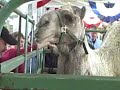 Flip Video At The Puyallup Fair