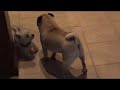 Bentley Bella and Bruno