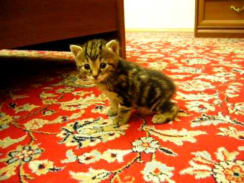 kuril bobtail