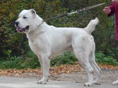 kangal