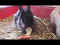 Little rabbits - having breakfast
