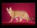 Chausie Cat