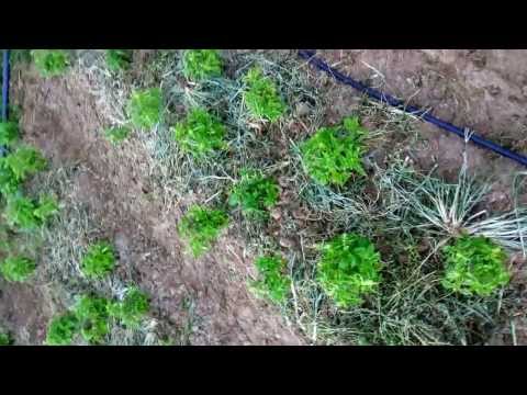 how to harvest sweet basil