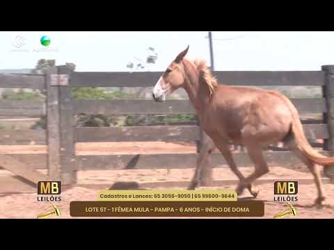 519 LEILO VIRTUAL MB LEILES