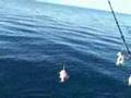 Reef Fishing, X - Large Nannygai's & Red Emporer Reefari