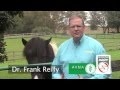 Horse Care for foot pain_ Heiro