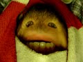 ape-mouth jason. ape-mouth jason.