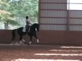 Steffen Peters works with Katie Riley and Dancing Queen on collecting the horse in the canter and the canter pirouettes.   This is the 3rd of 9 videos from the Fourth Level session of the Eastern States Dressage and Combined Training Association's 2007 Symposium for Judges, Trainers, and Competitors, featuring Olympic Bronze Medalist Steffen Peters and FEI-I judge Janet Brown-Foy. Participating are horses and riders: Lascar and Nicole DelGiorno, and Dancing Queen and Katie Riley. This session has 9 videos and totals 70 minutes. Posted with the gracious permission of the ESDCTA.
