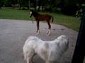 Kestrel Chases Duke